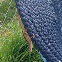 Brown anole