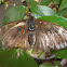 Moth