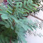 Mesquite tree