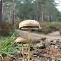 Halfglobe mushroom