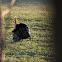 Eastern Wild Turkey