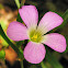 Violet Wood Sorrel