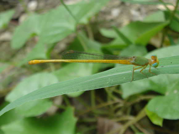 Spotting Image 1