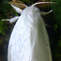 White Tussock Moth