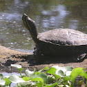 Red-eared slider