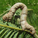 looper moth