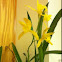 Orchid