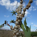 Vineyard snails