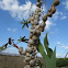 Vineyard snails