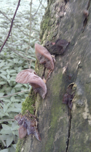 Spotting Image 1