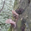 Jew's Ear