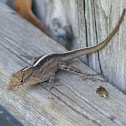 Anole
