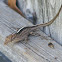 Anole