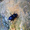 Lesser Stag Beetle