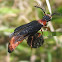 Western Banded Glowworm Beetle
