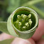 Stinking hellebore