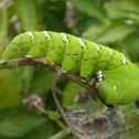Tomato Horn Worm