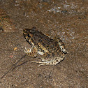 Crab-eating Frog