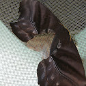 Paradaemonia platydesmia
