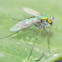 long-legged fly