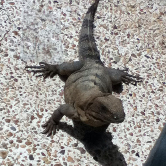 Spotting Image 1