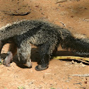 Giant Anteater
