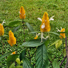 Golden Shrimp Plant