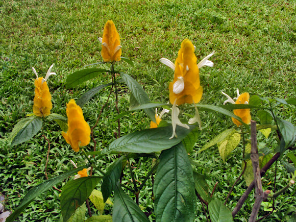 Spotting Image 1