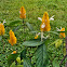 Golden Shrimp Plant