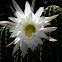Cactus flower