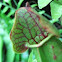 Pitcher Plant