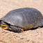 Blanding's Turtle