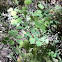 Meadow Rue