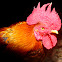 Rooster
