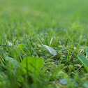 Green Lacewing