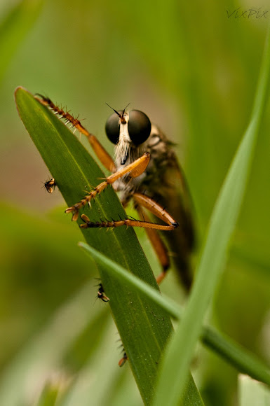 Spotting Image 1