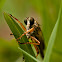 robber fly