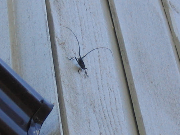 Spotting Image 1