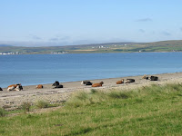 Korna tar det lugnt p� stranden
