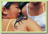 pix_thumb_butterfly01