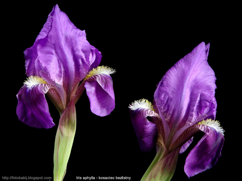 Iris aphylla flowers - Kosaciec bezlistny kwiaty 