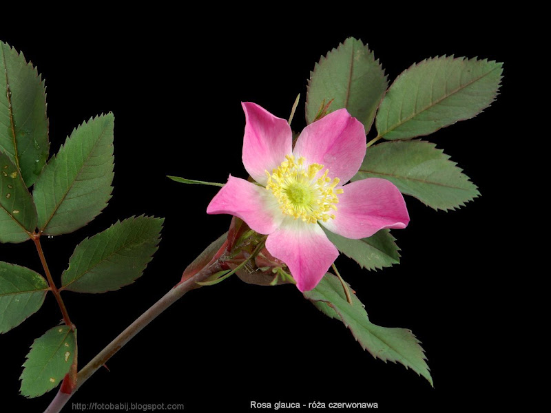 Rosa glauca flower- Róża czerwonawa kwiat