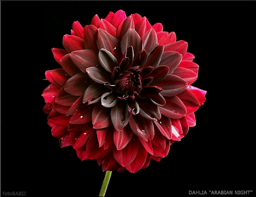 dahlia arabian night