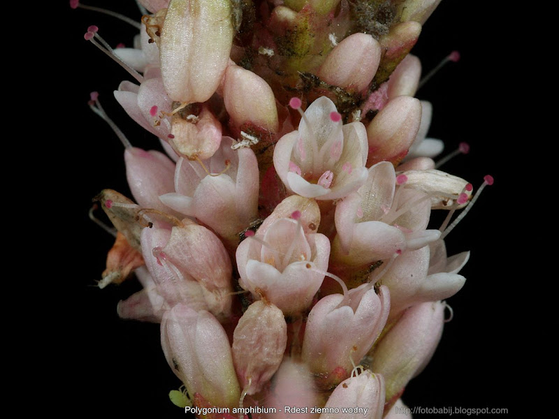 Polygonum amphibium flower - Rdest ziemno wodny kwiaty