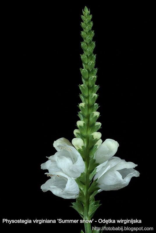 Physostegia virginiana 'Summer snow' flowers  - Odętka wirginijska kwiaty