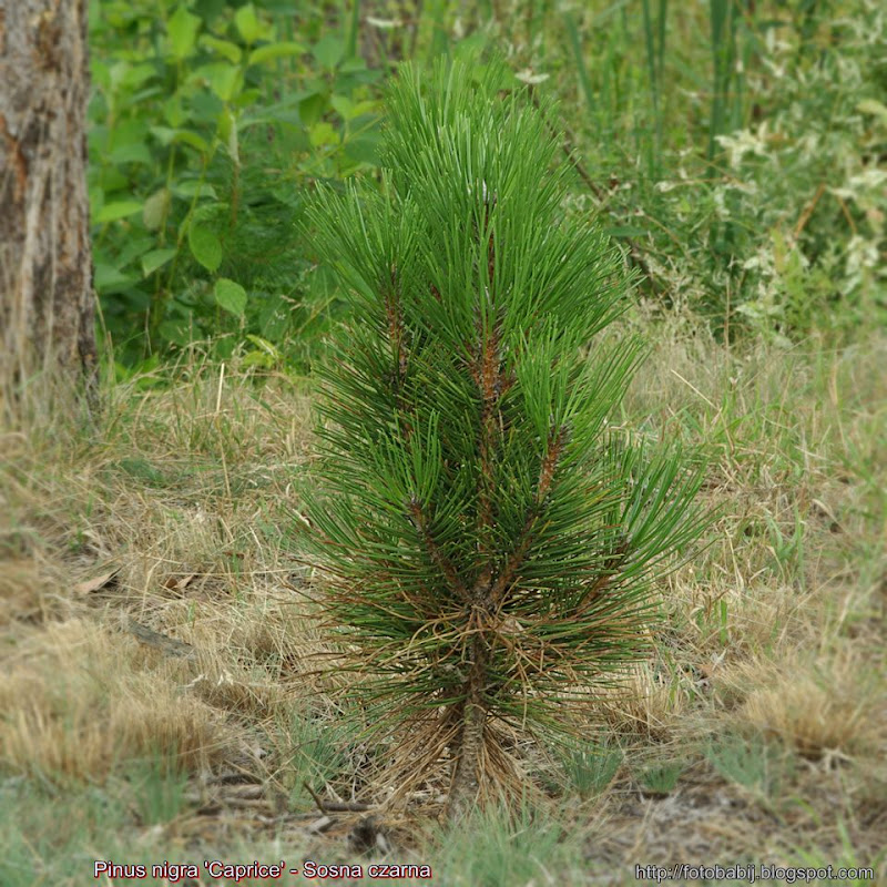 Pinus nigra 'Caprice' - Sosna czarna 'Caprice'