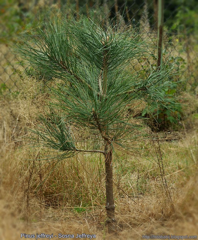Pinus jeffreyi - Sosna Jeffreya pokrój młodej rośliny