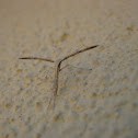 morning-glory plume moth; polilla pluma