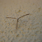morning-glory plume moth; polilla pluma
