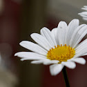 Marguerite